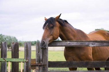 Yaz aylarında ahşap bir çit yakınlarındaki bir çiftlikte güzel atsın