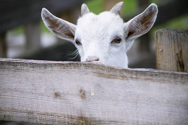 Roztomilý Mladý Koza Farmě Letní Dřevěný Plot — Stock fotografie