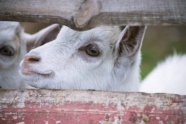 Roztomilý Mladý Koza Farmě Letní Dřevěný Plot — Stock fotografie