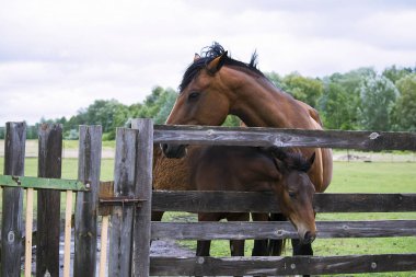 ahşap bir çit arkasında bir çayır yaz at