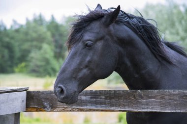 ahşap bir çit arkasında bir çayır yaz at