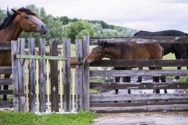ahşap bir çit arkasında bir çayır yaz at