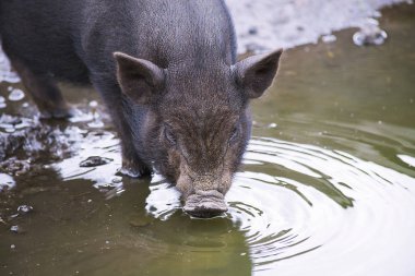 komik ayak üstünde bin yaz aylarında çiftlikte