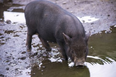 komik ayak üstünde bin yaz aylarında çiftlikte