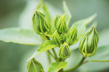 yeşil zemin üzerine yeşil çiçek tomurcuk