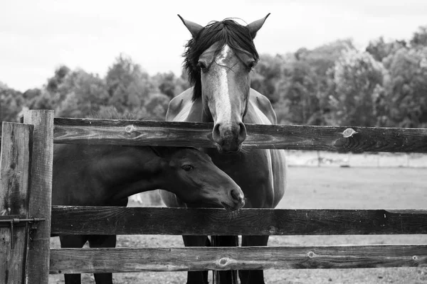 ahşap bir çit arkasında bir çayır yaz at