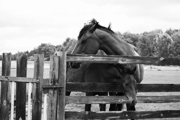 Horse Summer Meadow Wooden Fence — Stock Photo, Image