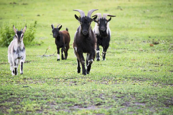 Chèvre Est Cours Exécution Été Dans Pré — Photo