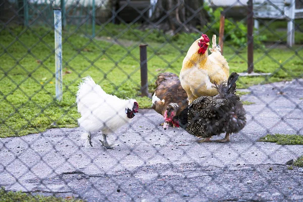 Курица Летом Ферме Сетью — стоковое фото