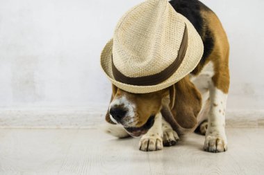 Cute, komik beagle köpek şapkalı yerde