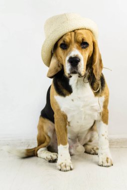 Cute, komik beagle köpek şapkalı yerde