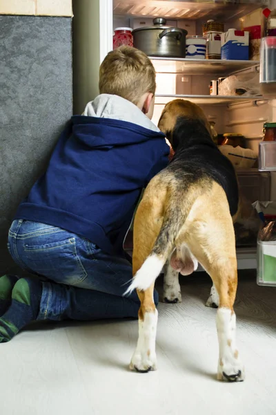 Весельчак Пёс Смотрят Открытый Холодильник — стоковое фото