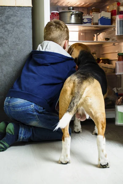 funny boy and beagle dog are looking into the open fridge