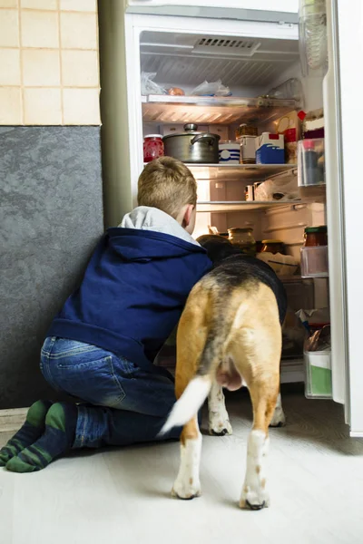 Engraçado Menino Beagle Cão Estão Olhando Para Geladeira Aberta — Fotografia de Stock