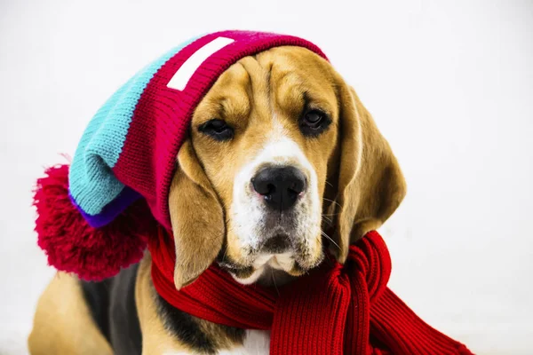 cute and funny beagle dog in hat on the floor