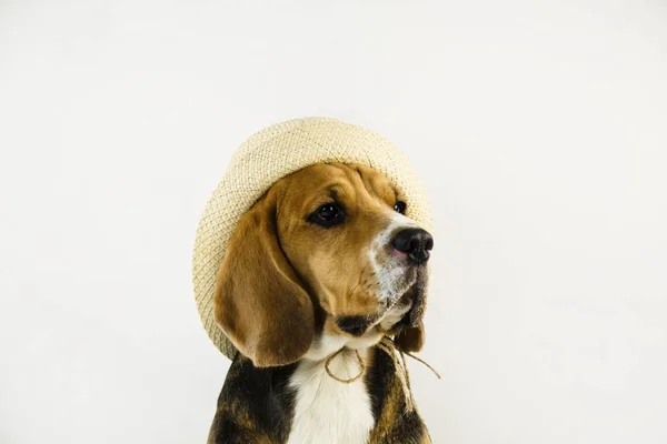 Симпатичная Смешная Бродячая Собака Шляпе Полу — стоковое фото