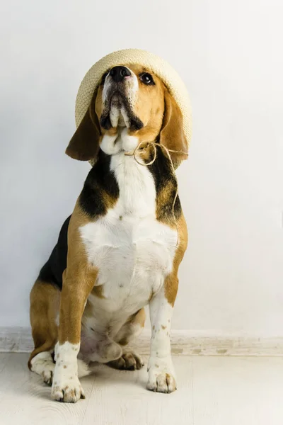 Cute Komik Beagle Köpek Şapkalı Yerde — Stok fotoğraf