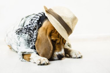 hasır şapka ve atkı yerdeki komik şirin köpek beagle