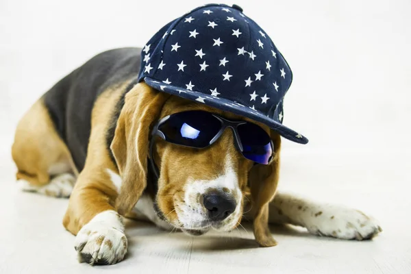 Gözlük Katta Bir Kap Ile Şık Komik Beagle Köpek — Stok fotoğraf