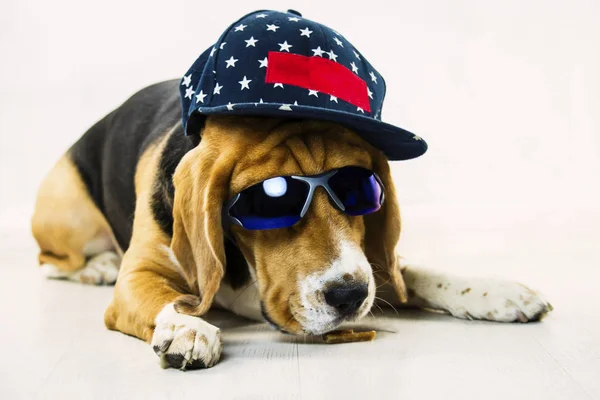 Stylish Funny Beagle Dog Glasses Cap Floor — Stock Photo, Image