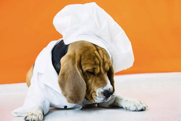 funny cute beagle dog in chef hat and chef uniform on bright background