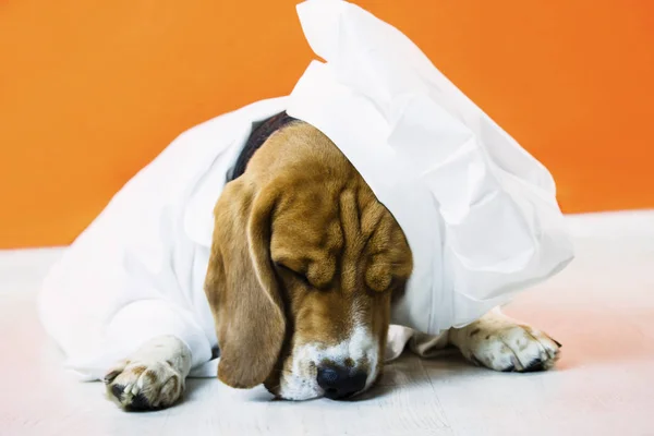 funny cute beagle dog in chef hat and chef uniform on bright background