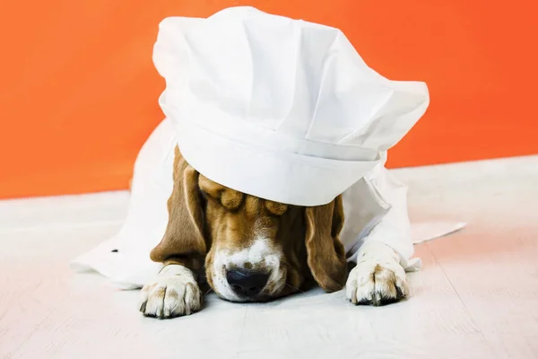 funny cute beagle dog in chef hat and chef uniform on bright background