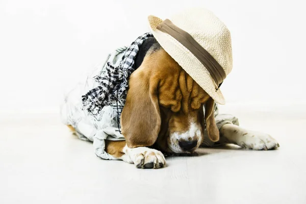 Смешной Милый Собачий Бигль Соломенной Шляпе Шарфе Полу — стоковое фото