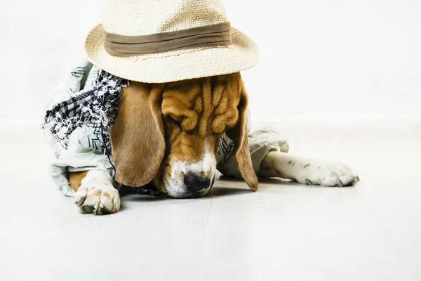 Смешной Милый Собачий Бигль Соломенной Шляпе Шарфе Полу — стоковое фото