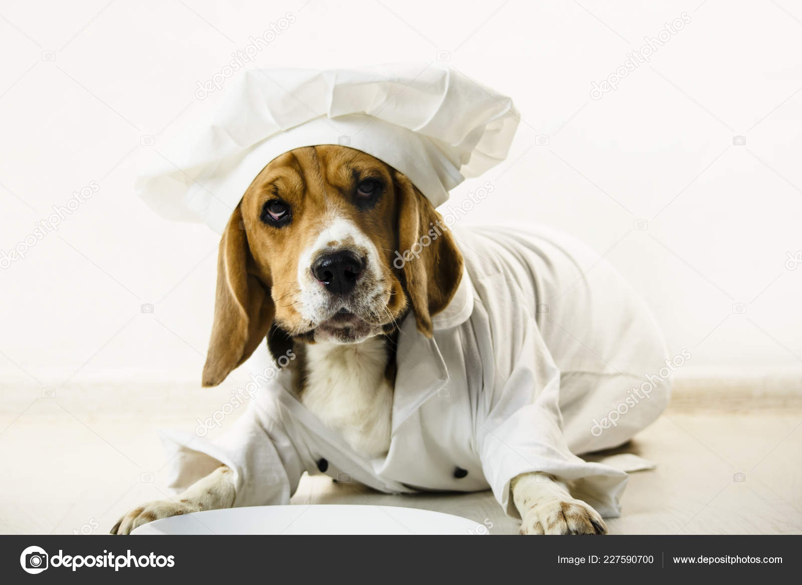 dog in chef hat