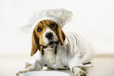 komik beagle köpek şefin kap ve Şef üniforma içinde bir tabağa yemek olacak