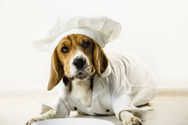 komik beagle köpek şefin kap ve Şef üniforma içinde bir tabağa yemek olacak