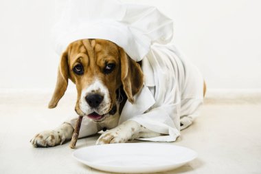 komik beagle köpek şefin kap ve Şef üniforma içinde bir tabağa yemek olacak