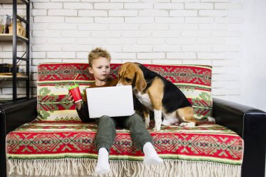 komik çocuk ve beagle köpek odasında kanepe üstünde laptop izliyor