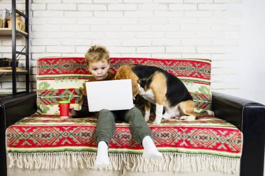 komik çocuk ve beagle köpek odasında kanepe üstünde laptop izliyor
