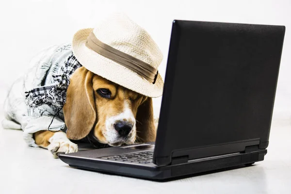 Elegante Bonito Engraçado Cão Beagle Com Chapéu Está Assistindo Laptop — Fotografia de Stock