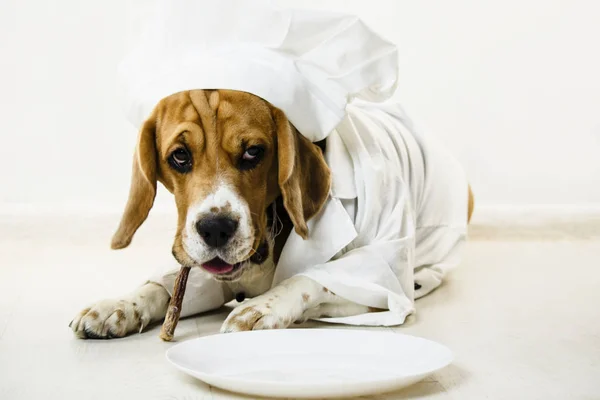 Lustiger Beagle Hund Kochmütze Und Kochuniform Kocht Auf Einem Teller — Stockfoto