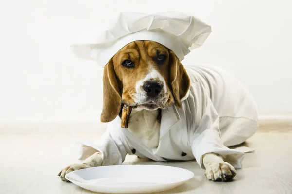 funny beagle dog in chef\'s cap and chef uniform will cook on a plate