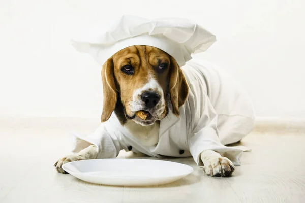 funny beagle dog in chef\'s cap and chef uniform will cook on a plate