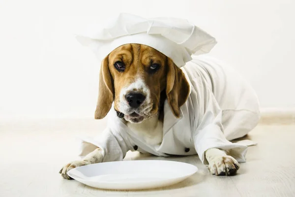 Lustiger Beagle Hund Kochmütze Und Kochuniform Kocht Auf Einem Teller — Stockfoto