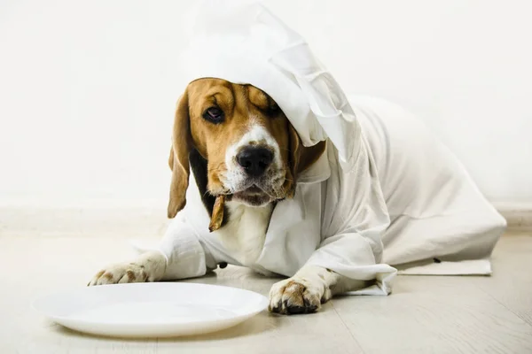 funny beagle dog in chef\'s cap and chef uniform will cook on a plate