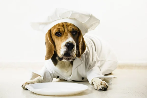 funny beagle dog in chef\'s cap and chef uniform will cook on a plate