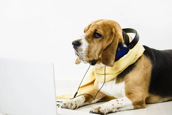 Elegante Bonito Engraçado Beagle Cão Assistindo Laptop Ouvir Música Chão — Fotografia de Stock