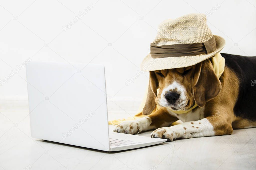 stylish cute funny beagle dog with a hat is watching an internet game laptop on the floor