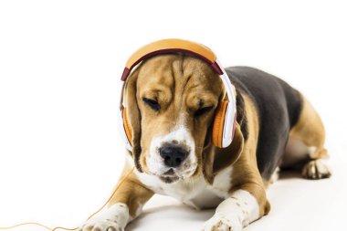 Beyaz arka planda müzik dinlerken kulaklık ile komik beagle köpek