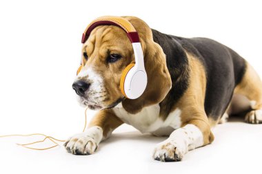 Beyaz arka planda müzik dinlerken kulaklık ile komik beagle köpek