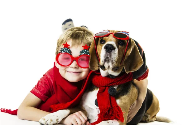 Menino Bonito Engraçado Cão Beagle Óculos Sol Festivos Fundo Branco — Fotografia de Stock