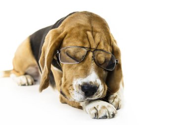 komik köpek beagle beyaz bir arka plan üzerinde şeffaf gözlük