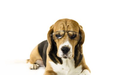 komik köpek beagle beyaz bir arka plan üzerinde şeffaf gözlük