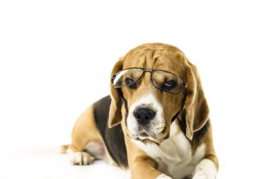 komik köpek beagle beyaz bir arka plan üzerinde şeffaf gözlük